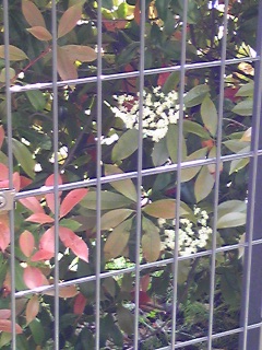 fence.