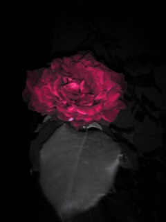 darkness.