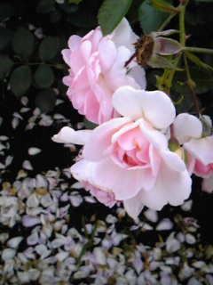 (untitled)